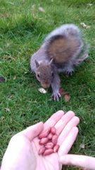 Sciurus carolinensis