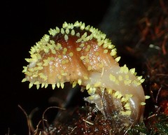 Neobarya agaricicola