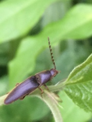 Dolerosomus gracilis