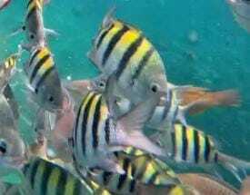Abudefduf saxatilis observed 2026-10-22