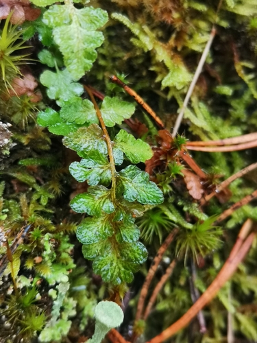 Woodsia ilvensis observed 2026-10-24