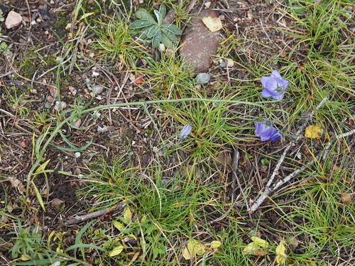 Campanula rotundifolia, 2026-10-24