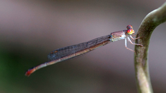 Ceriagrion praetermissum