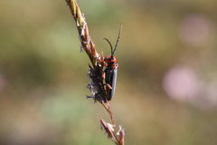 Phytoecia rubropunctata