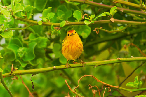 Setophaga petechia aureola