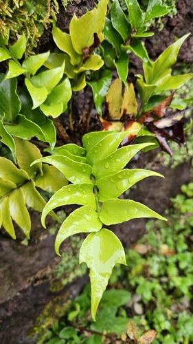 Cyrtomium falcatum observed 2026-10-24