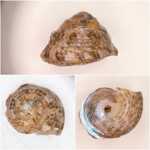 Gibbula philberti observed 2026-10-21