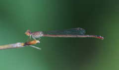 Ceriagrion praetermissum