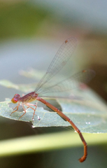 Ceriagrion praetermissum