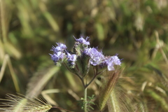 Phacelia tanacetifolia