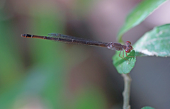 Ceriagrion praetermissum