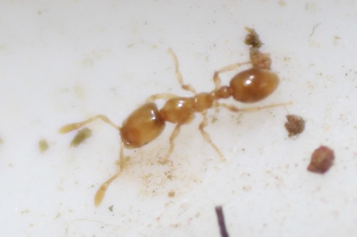 Molesta-group Thief Ants