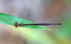 Ceriagrion praetermissum