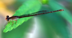 Ceriagrion praetermissum