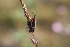 Phytoecia rubropunctata
