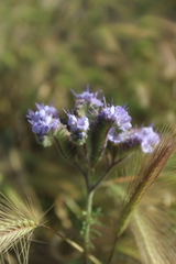 Phacelia tanacetifolia