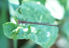 Ceriagrion praetermissum
