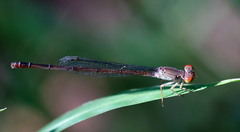 Ceriagrion praetermissum