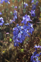 Delphinium parryi