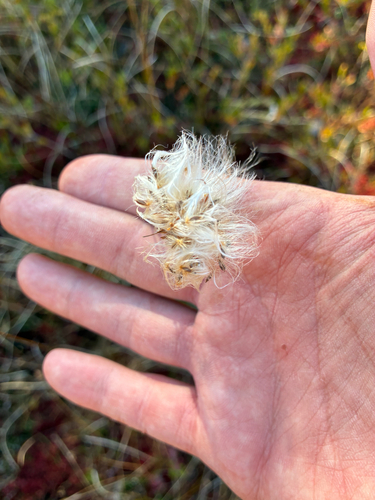 Eriophorum observed 2026-10-24