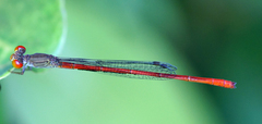 Ceriagrion praetermissum