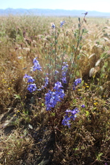 Delphinium parryi