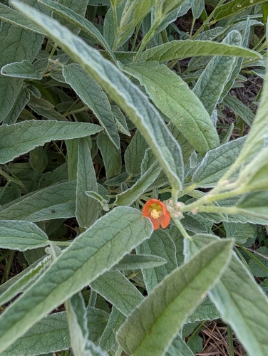 narrowleaf globemallow