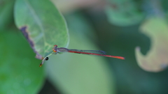 Ceriagrion praetermissum