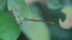 Ceriagrion praetermissum