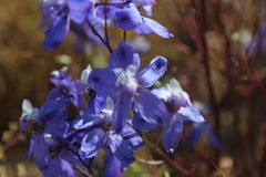 Delphinium parryi