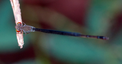 Ceriagrion praetermissum
