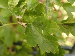 Ribes alpinum