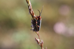 Phytoecia rubropunctata
