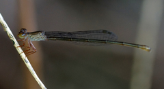 Ceriagrion praetermissum