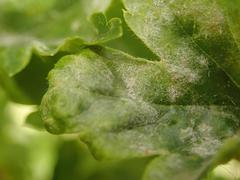 Podosphaera mors-uvae