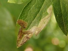 Phytomyza vitalbae
