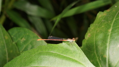 Ceriagrion praetermissum