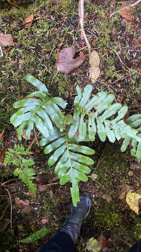 Polypodium scouleri observed 2026-10-23