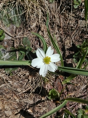 Ranunculus kuepferi