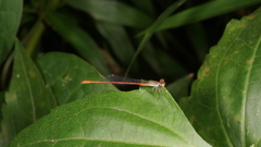 Ceriagrion praetermissum