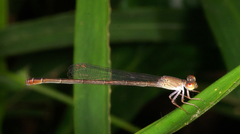 Ceriagrion praetermissum