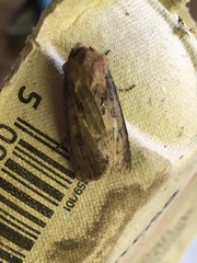 Agrotis clavis