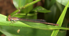 Ceriagrion praetermissum