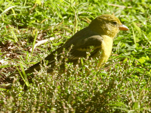 Piranga ludoviciana observed 2026-10-24