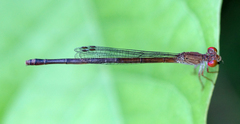 Ceriagrion praetermissum