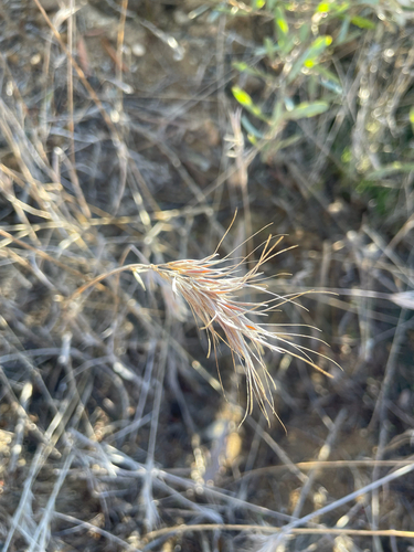 Bromus rubens observed 2026-10-24