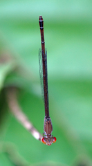 Ceriagrion praetermissum