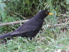 Turdus merula