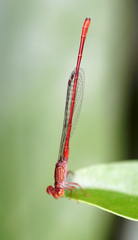 Ceriagrion praetermissum