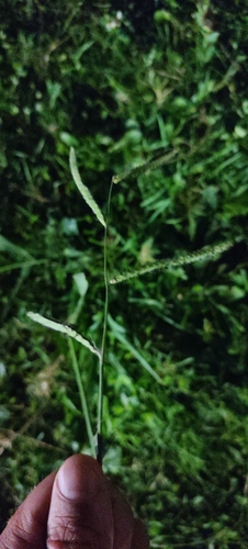 Paspalum dilatatum observed 2026-10-24